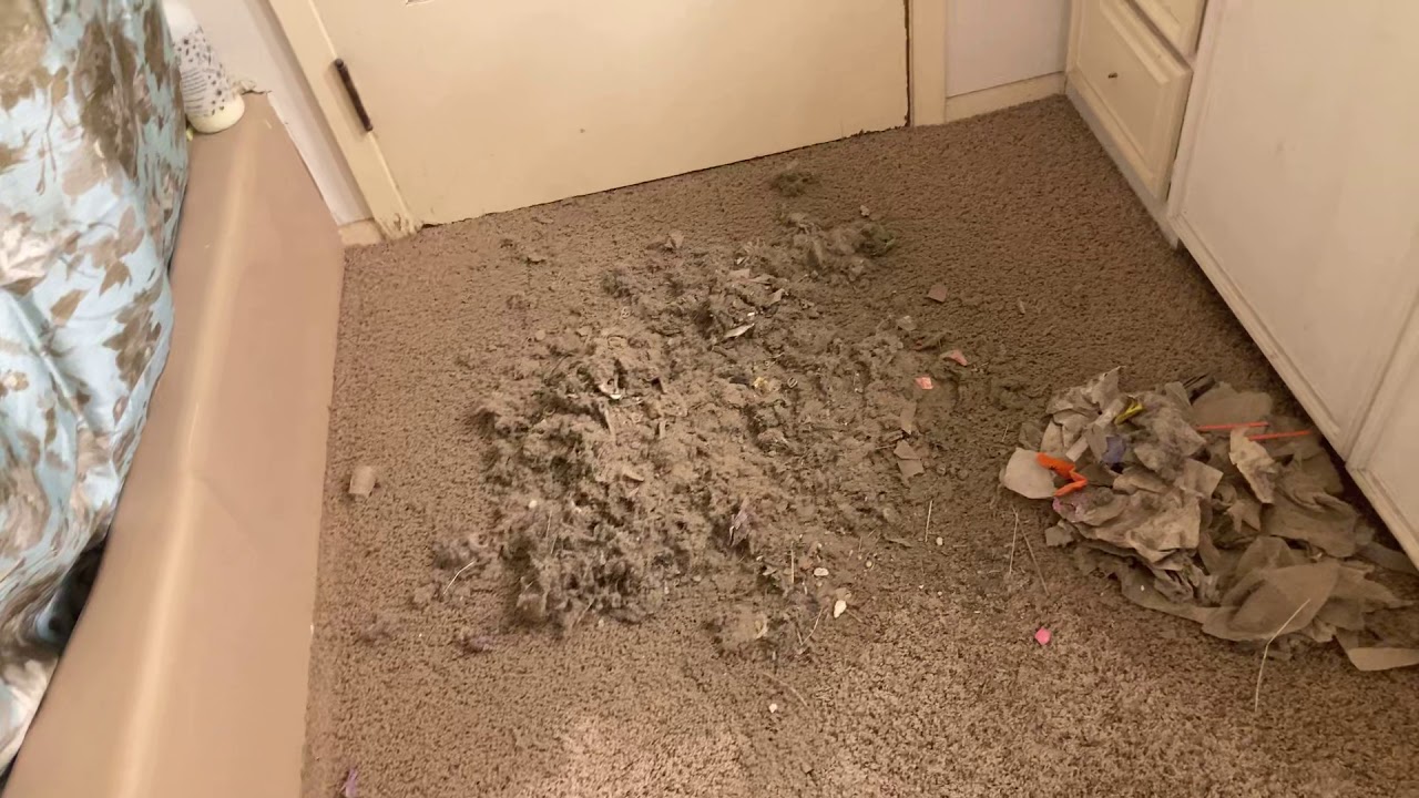 110 subscriber special big mess test with my central vacuum #vacuum