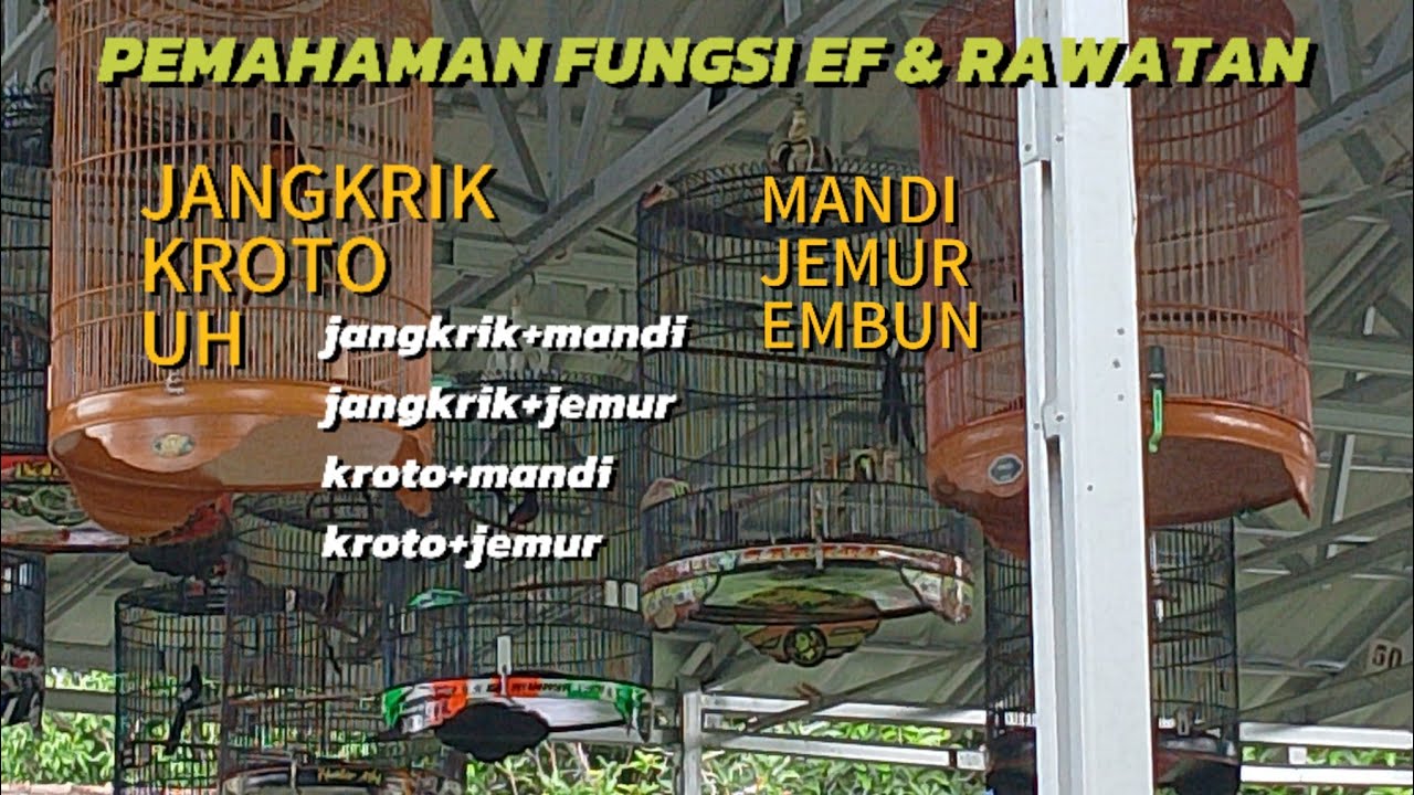 BELAJAR 11 MENIT CARA MENYETING MURAI.....