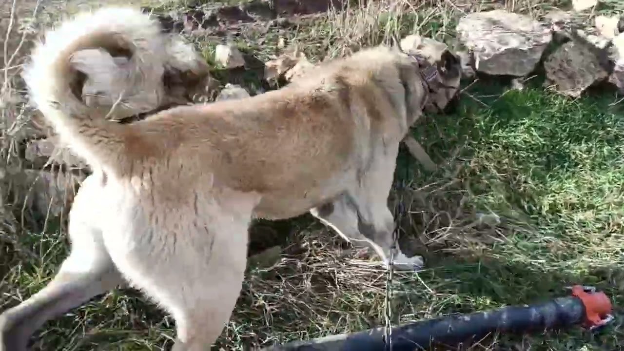 Eniklerimiz satlıktır#kangal #köpek #keşfet 