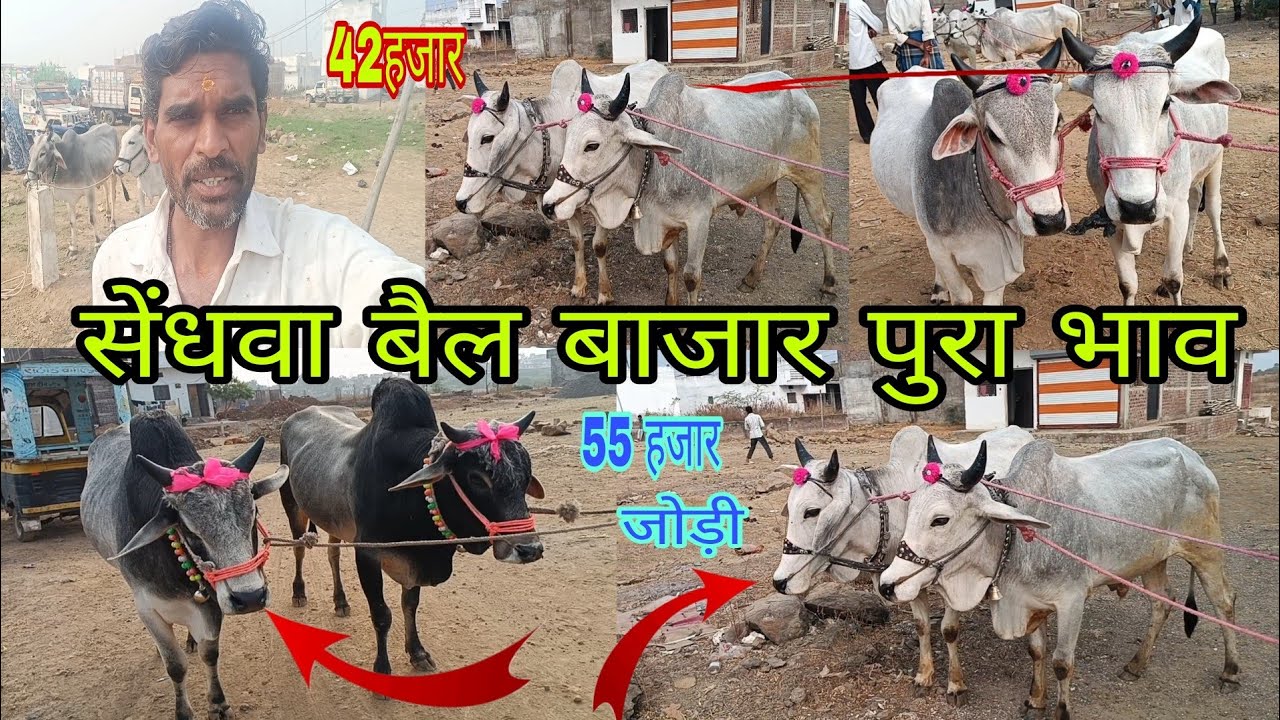 सेंधवा रविवार बैल बाजार पुरा भाव देखो बैल जोड़ी क्या क्या भाव बिकी 