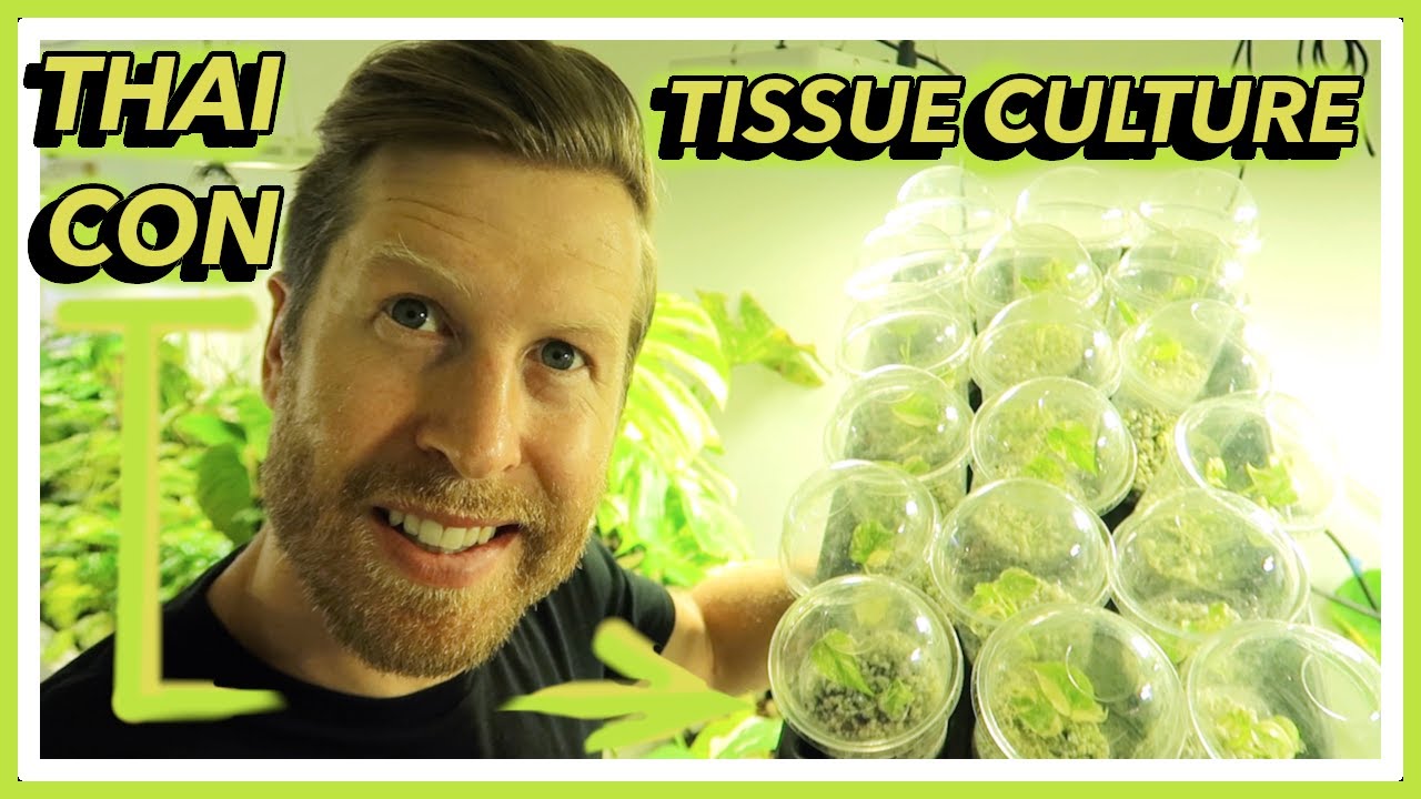 Tissue Culture 101 - How to Acclimate Monstera Thai Constellation Micropropagation