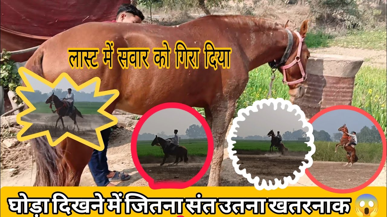 😱😱❣️ घोड़े ने किया बवाल // अच्छे अच्छे घोड़े को किया पीछे 😱🥺❤️ घोड़े पर बैठे तो घोड़े पर डायन से
