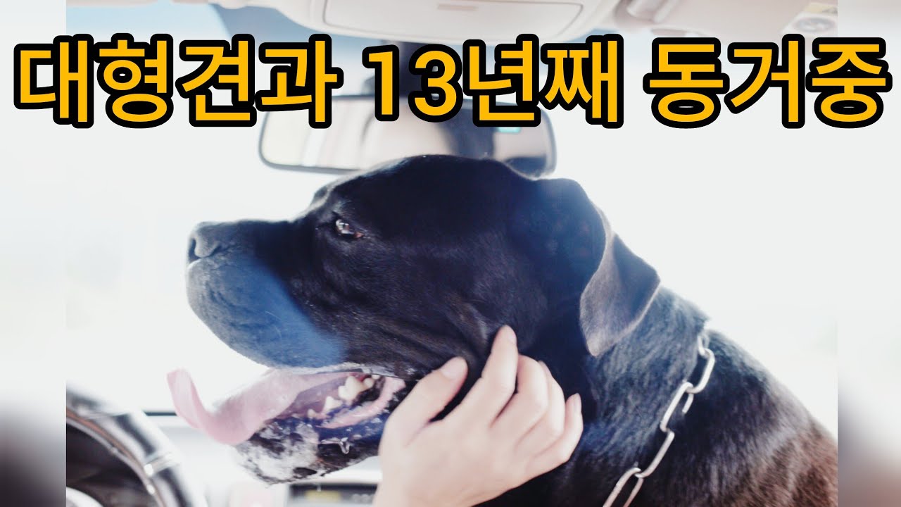 대형견(카네코르소)과 함께 산다는 건