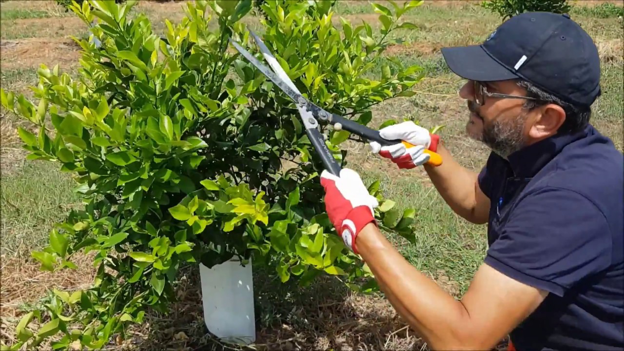 LA COLTIVAZIONE DEL LIMONE IN AGRO DI PISTICCI - MATERA