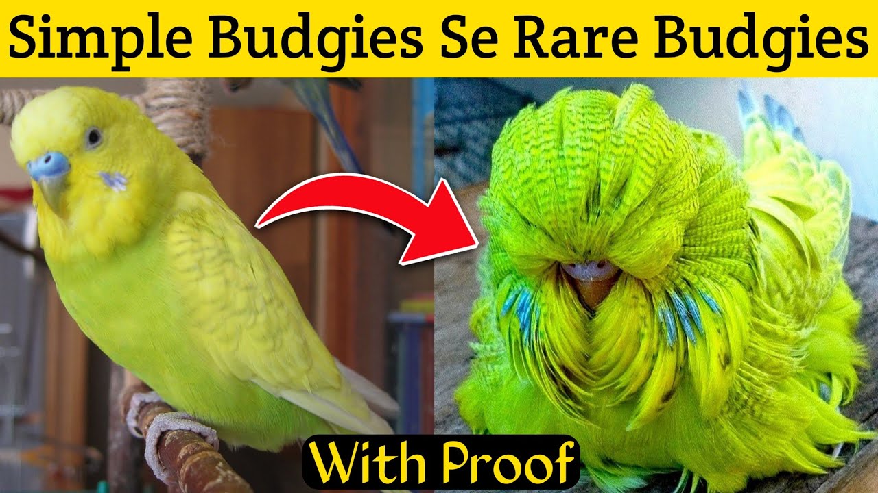 Simple Budgies Se Rare Budgies Kase Produce Kare | australian parrots cross breeding in Urdu/hindi