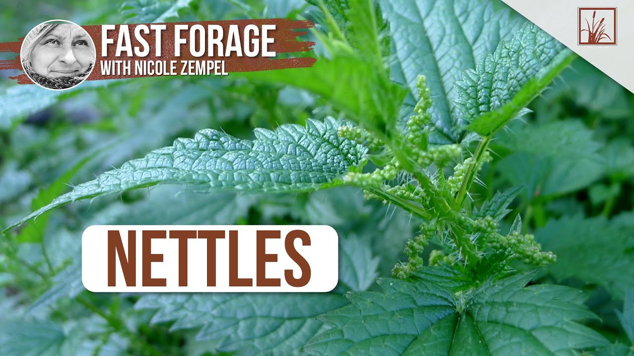 Fast Forage: Nettles