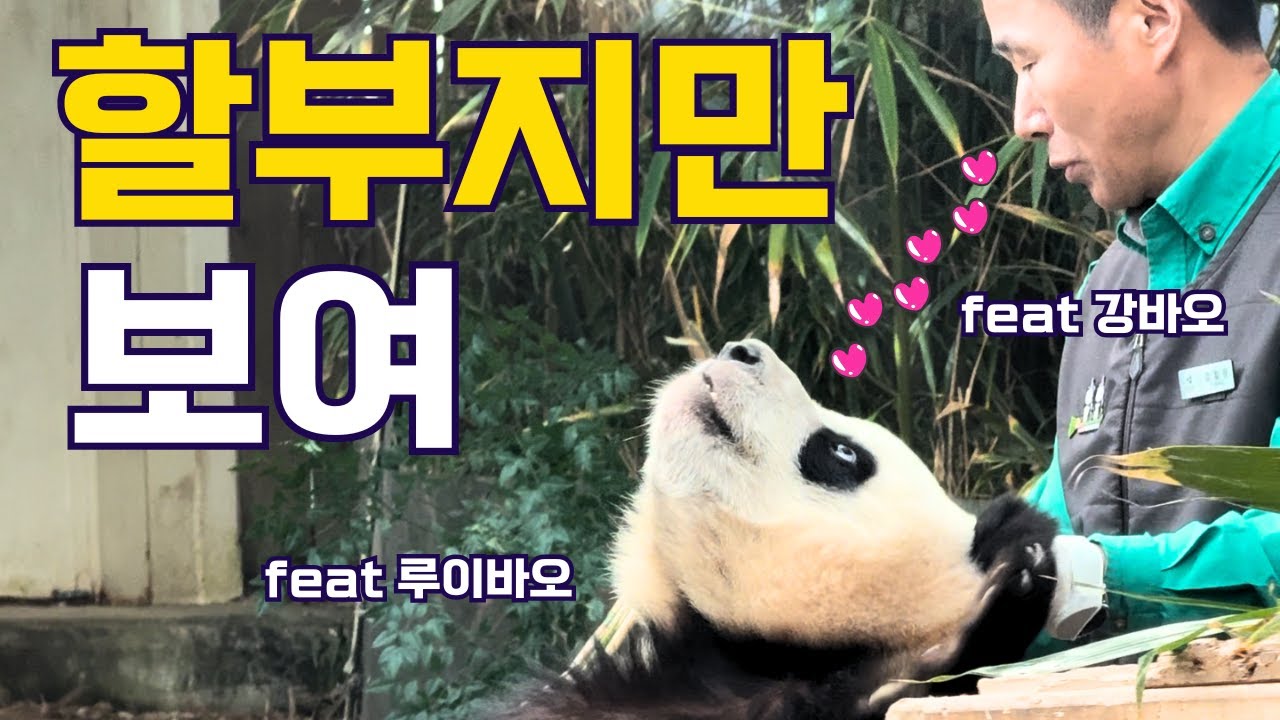 할부지만 보여 (ft. 루이바오 강바오) | 바오리듬