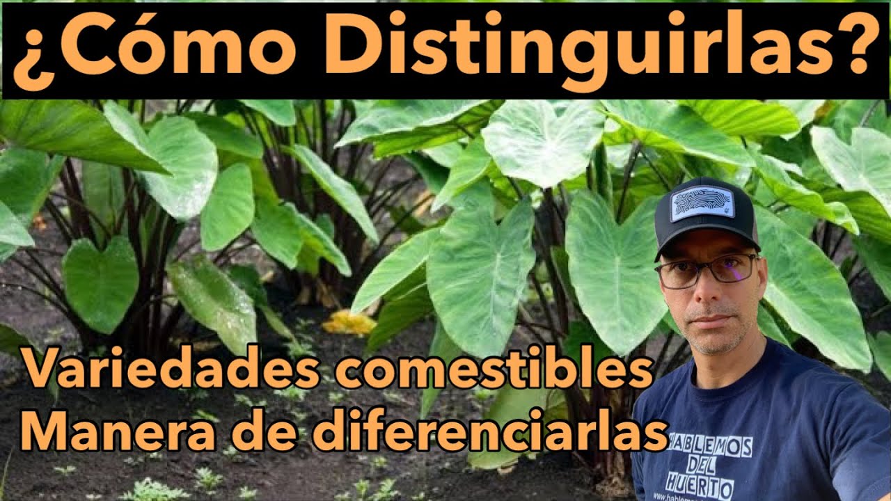 Estas plantas son super curiosas. Cómo se llaman en tu país???￼