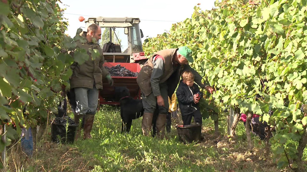 AOP Saint-Sardos - Vins du Sud-Ouest