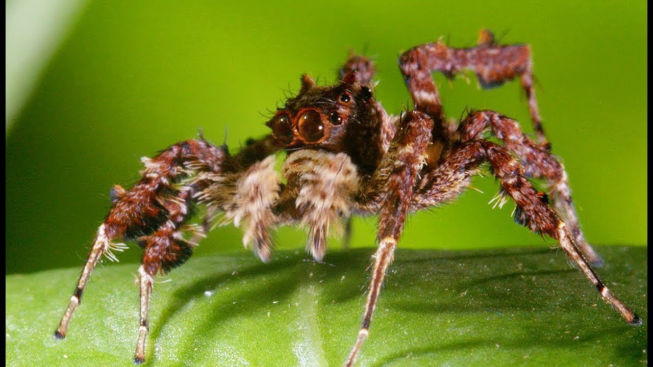 L'araignée aux 3 super-pouvoirs - ZAPPING SAUVAGE