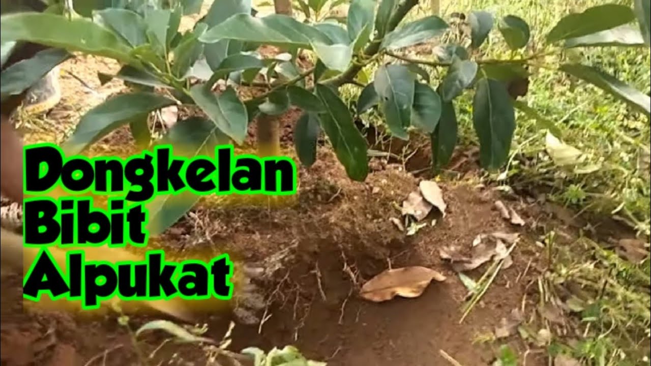 Panen Bibit Unggul Dongkelan Miki