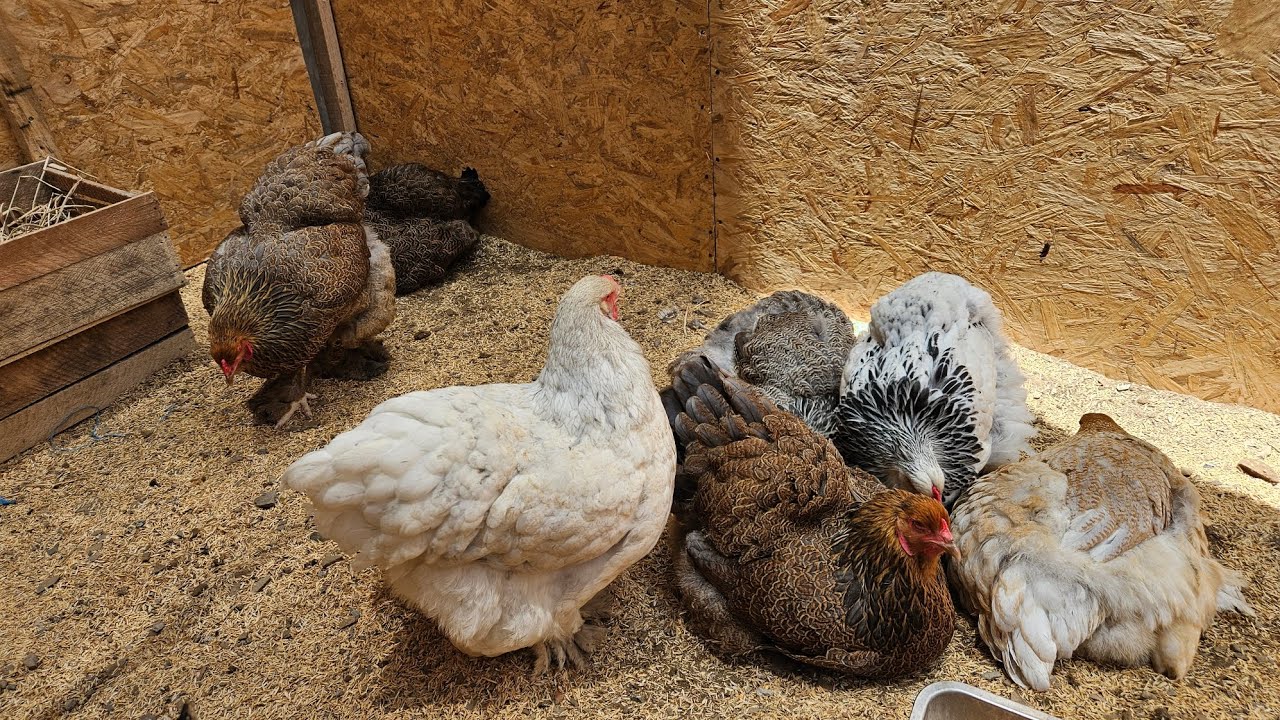 Como tener un criadero adecuado para mis aves #brahma #gallinasderaza #chicken #aves