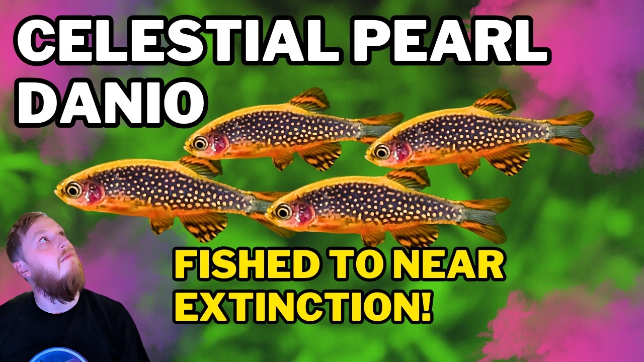 Celestial Pearl Danio (CPD) EVERYTHING you need to know! Complete care guide and history.