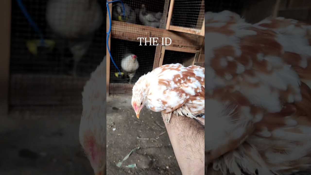 fancy chickens 🐓and chicks 🐤 