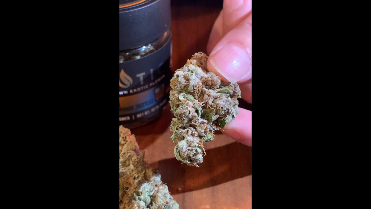 Strain of the Week - Citrus Tsunami by Hydrotic Flower