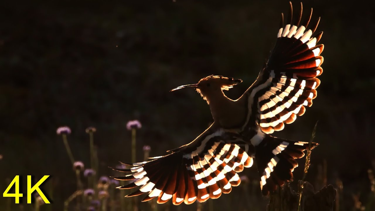 Wiedehopf 2,  wundervolles Gegenlicht   --- Hoopoe 2,  Wonderfull Backlight