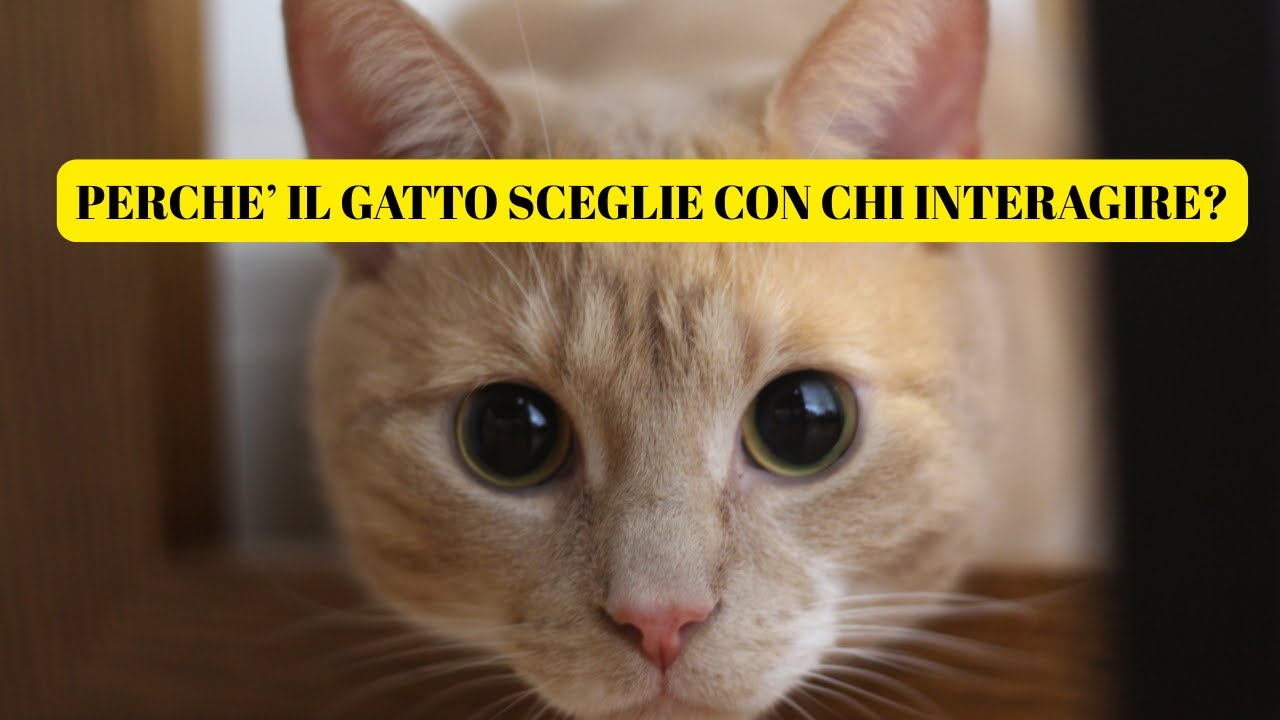 Perchè il gatto sceglie con chi interagire
