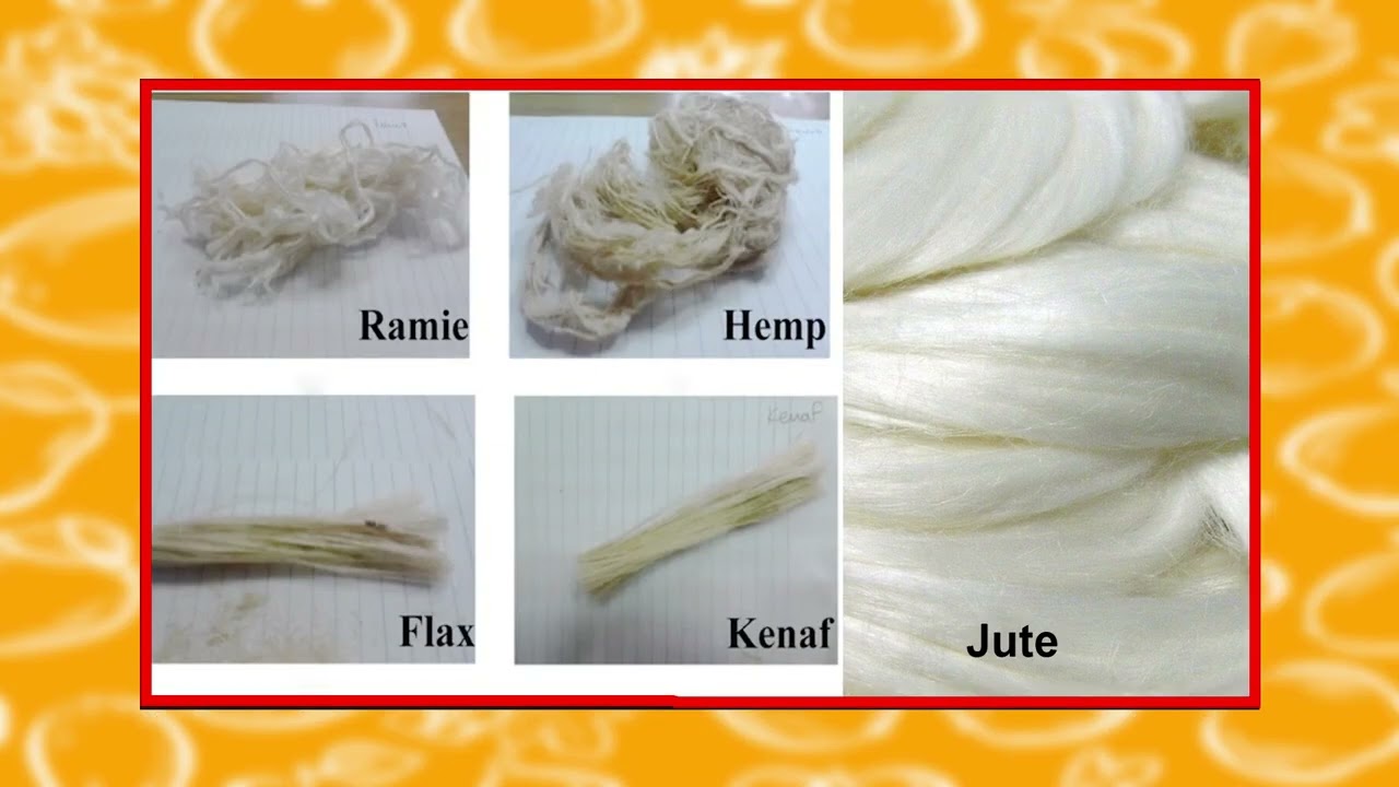 Conventional Plant Fibres #ch01 #swayamprabha