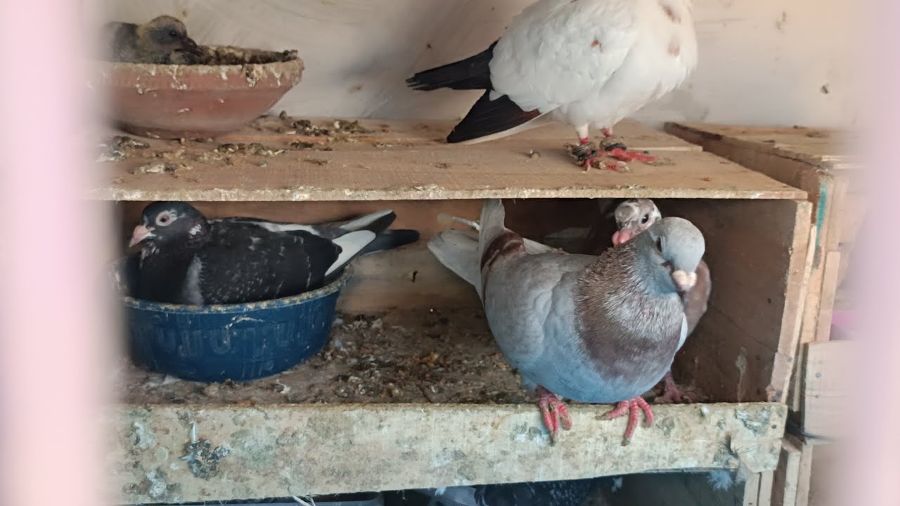 Vlog 74🦅🧬ya bhi pair🕊️ na anda Diya kabootar ka #foryou #explore #trending #pigeon #kabootar #viral 