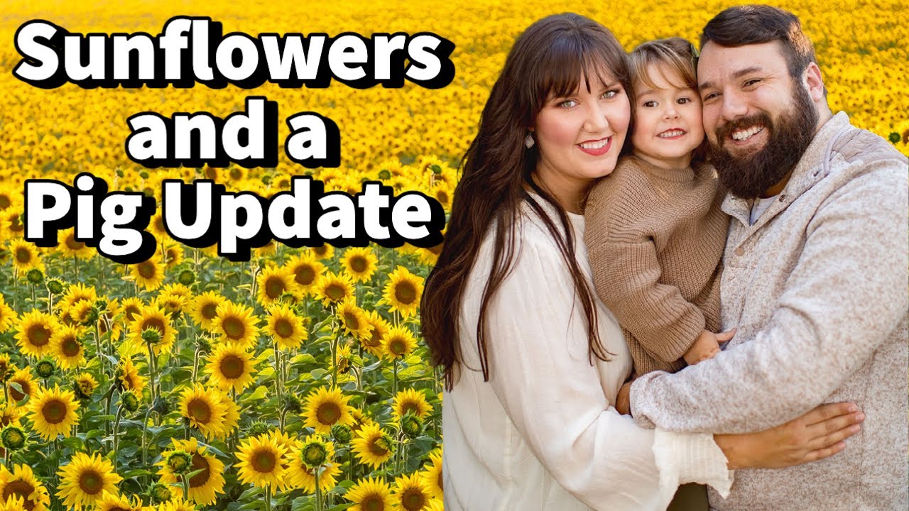 Homestead Pigs Update and Planting Sunflowers in Zone 8a