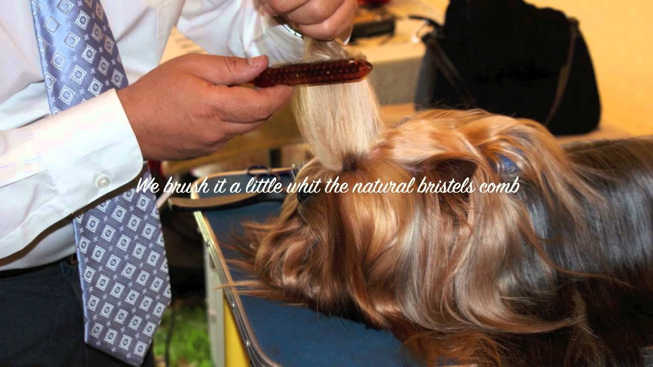 Grooming A Yorkshire Terrier  for Show!