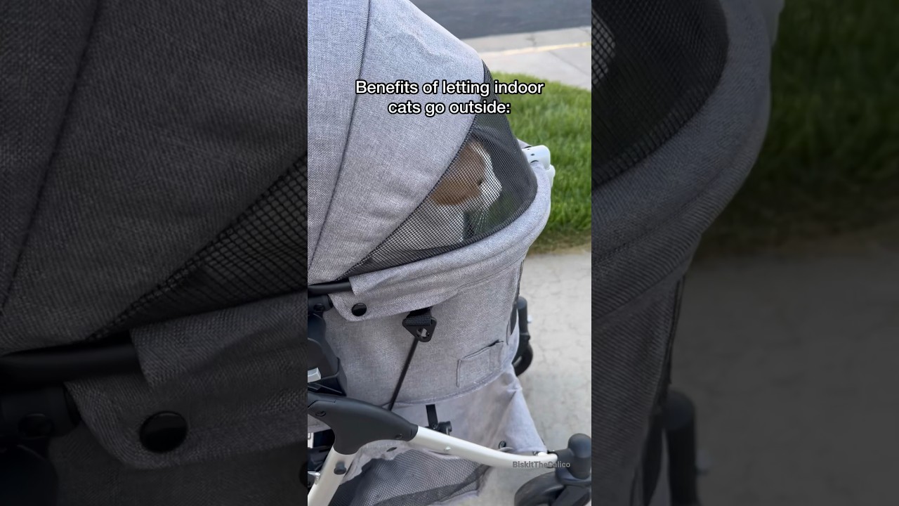 This is your SIGN to get a cat stroller! #shorts