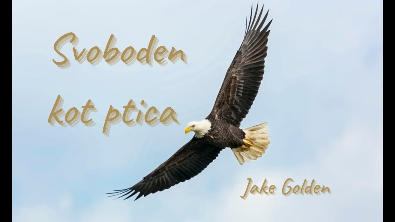 Svoboden kot ptica