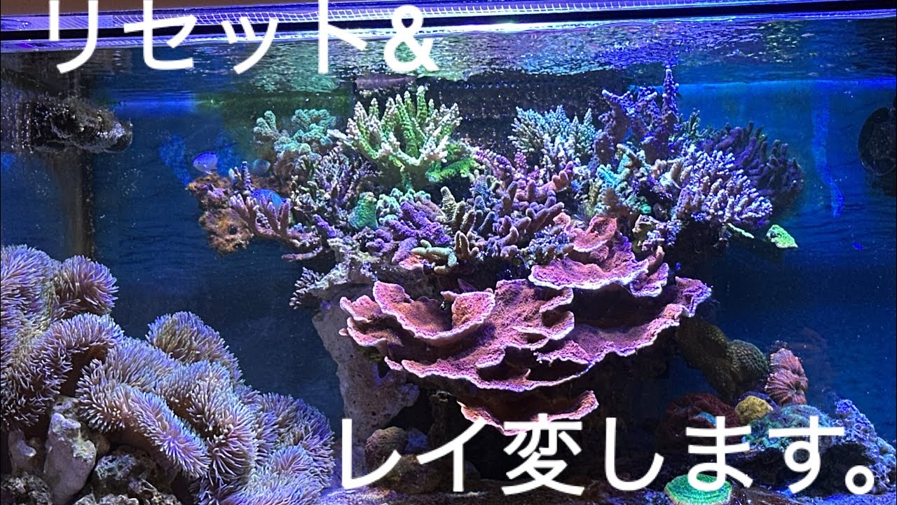 リセット&レイアウト変更します。【サンゴ】【海水魚】