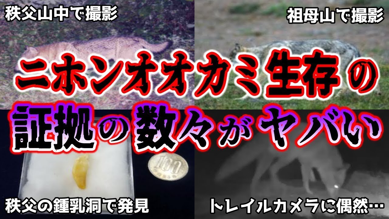 【睡眠用】ニホンオオカミ生存の証拠の数々がヤバい…【ゆっくり解説】
