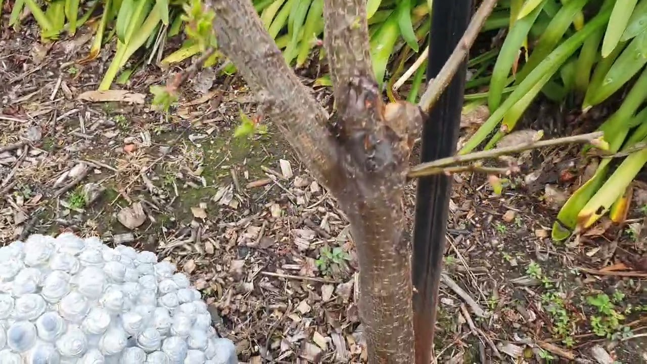All fruit trees have irrigation and drippers.  FINALLY DONE!