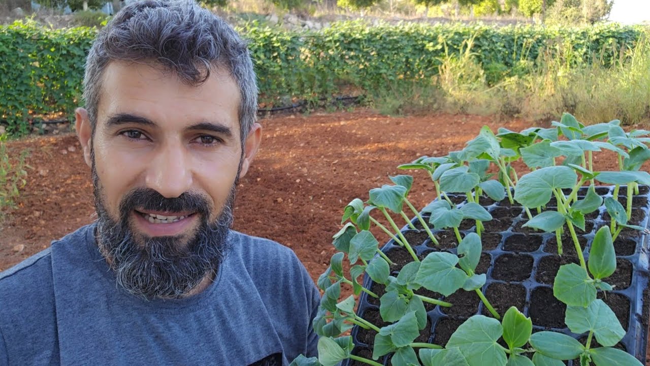 بلش موسم زراعة الخيار الخميس ٢٢/٨/٢٠٢٤