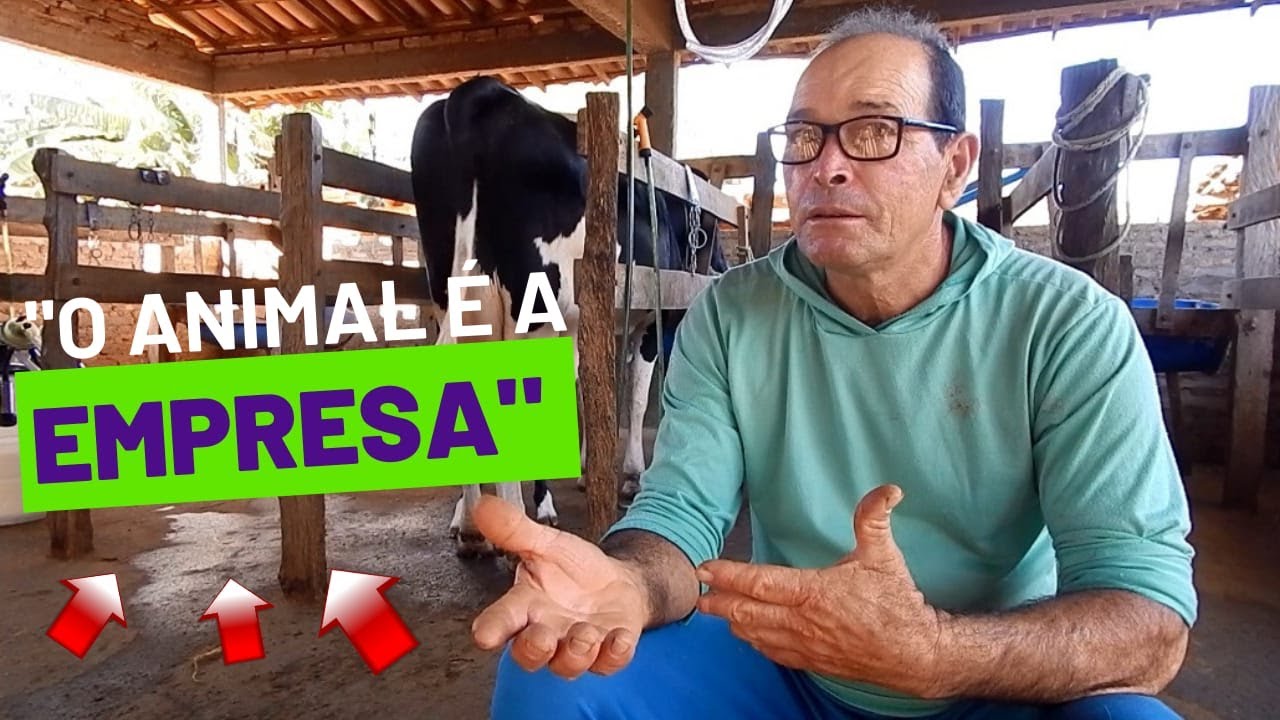 COMO LUCRAR COM VACA DE LEITE NA AGRICULTURA FAMILIAR