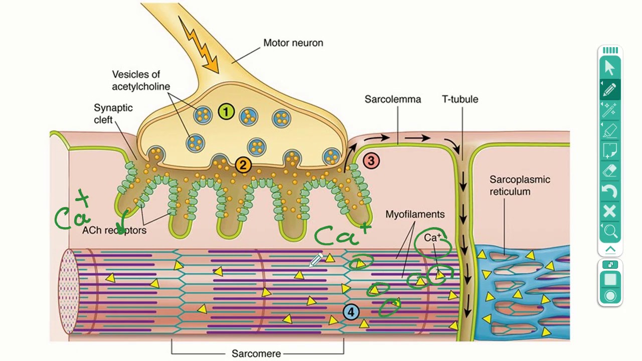 شرح muscle Contraction   Cross Bridge Cycle,  Role of ATP in muscle, Actin, Myosin and ATP