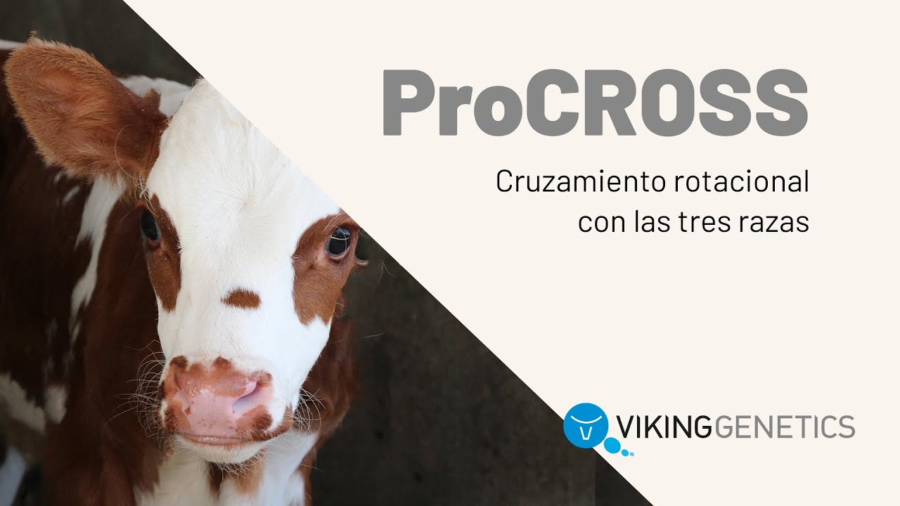 ProCROSS programa de cruzamiento