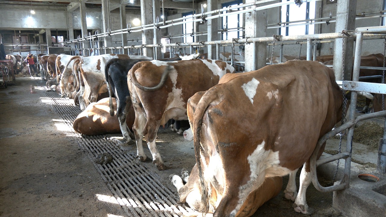 - FARMA HOROZOVIĆ SA  120 KRAVA MEĐU NAJBOLJIM U KANTONU -