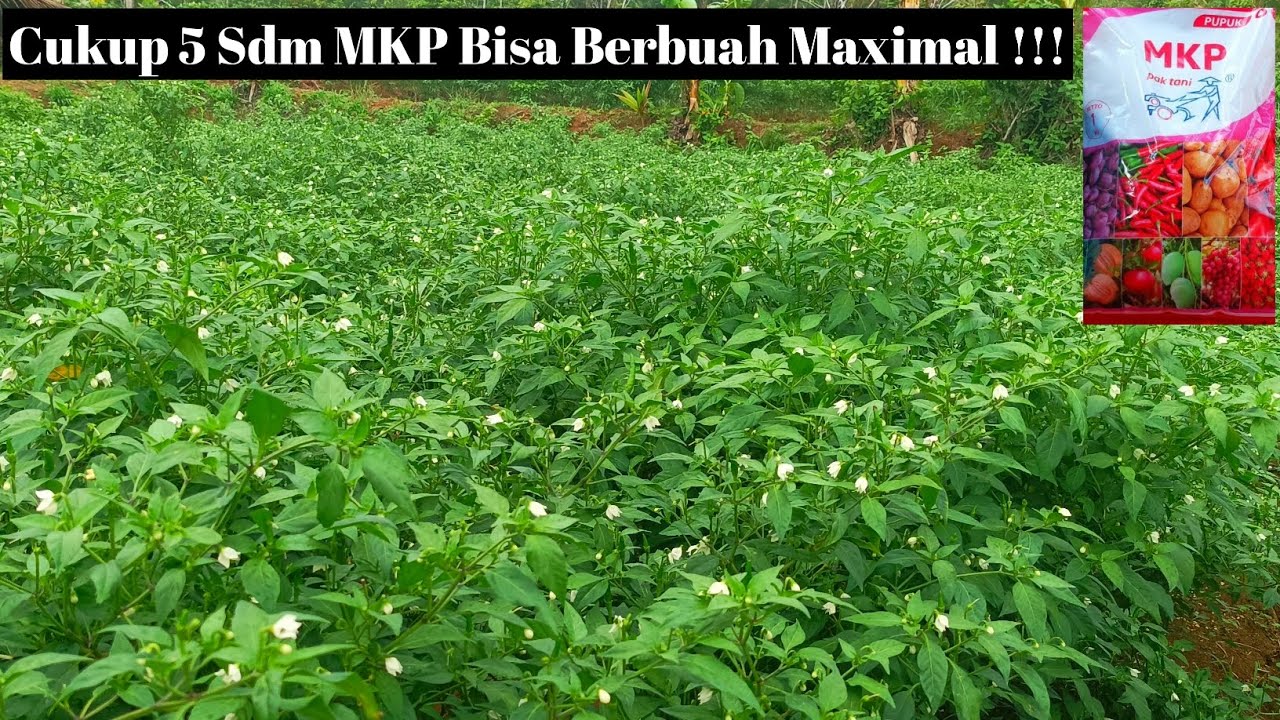 Tips Sukses Budidaya Tanaman Cabai Rawit Hijau Varietas Pelita 8 f1