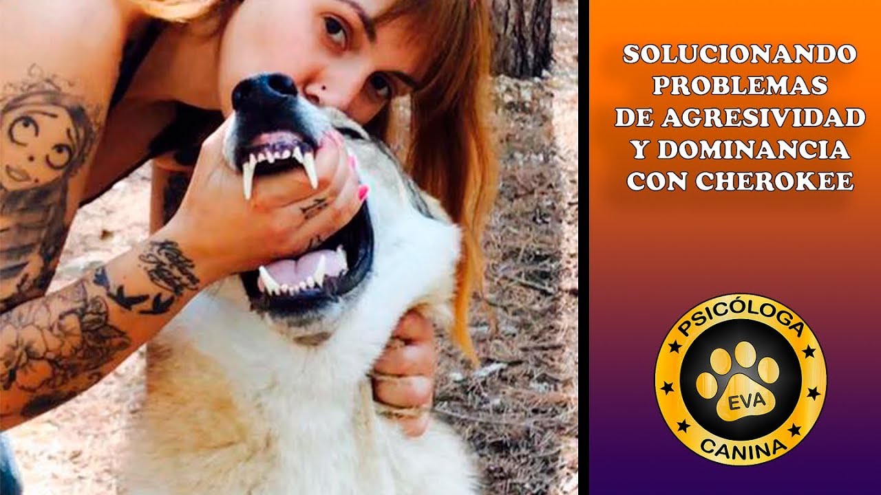 La evolución de Cherokee (Lobo Checoslovaco con problemas de agresividad y dominancia) 🐺