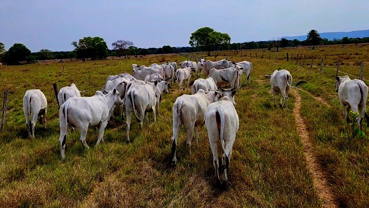 Dia de Pesagem das Novilhas [ 45° dia Semi Confinamento ]