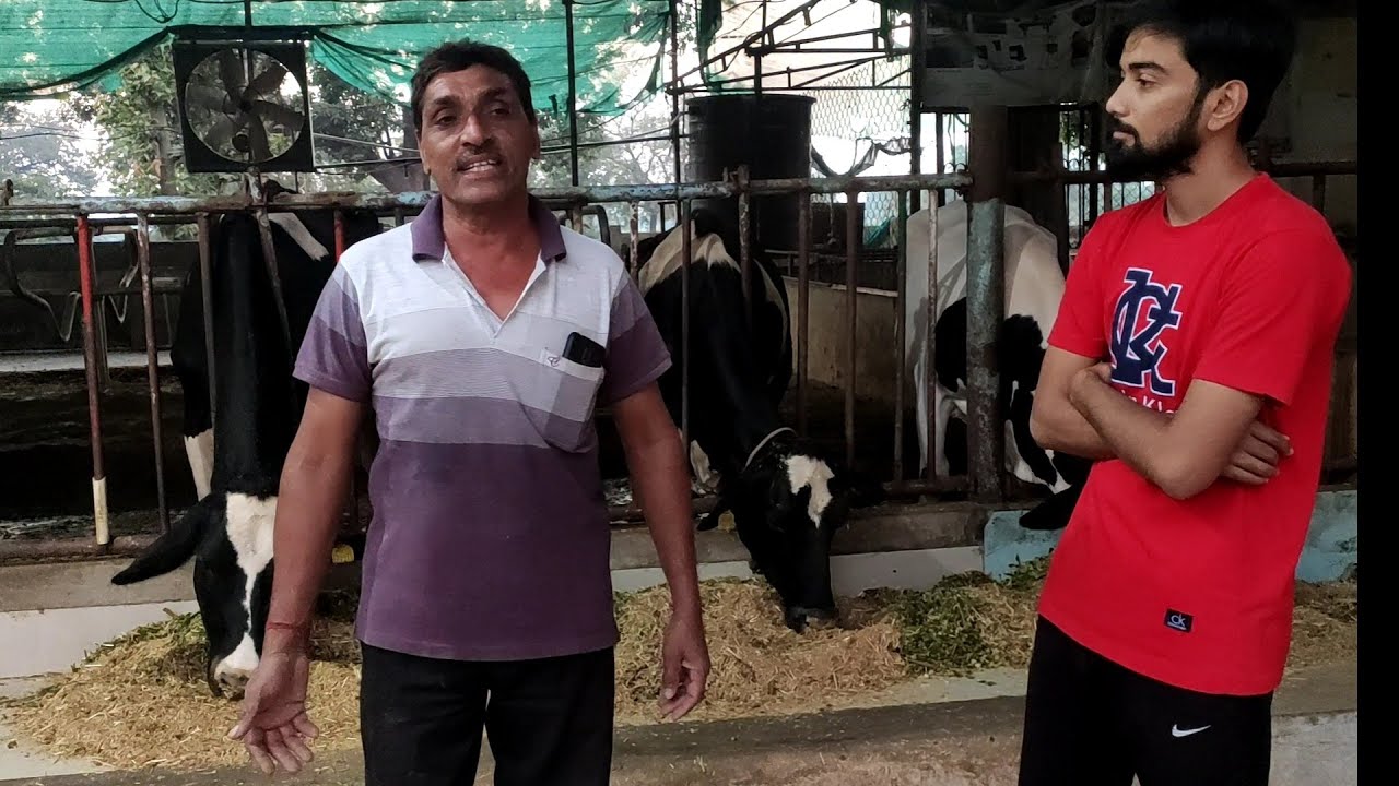 गाय को दाने में क्या दे | jayesh Patel dairy farm | zarola