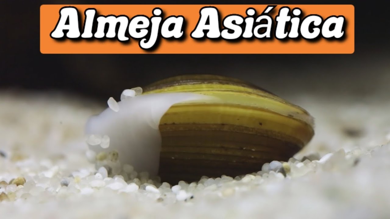 Almeja Asiática | Corbícula Fluminea | Mini Documental