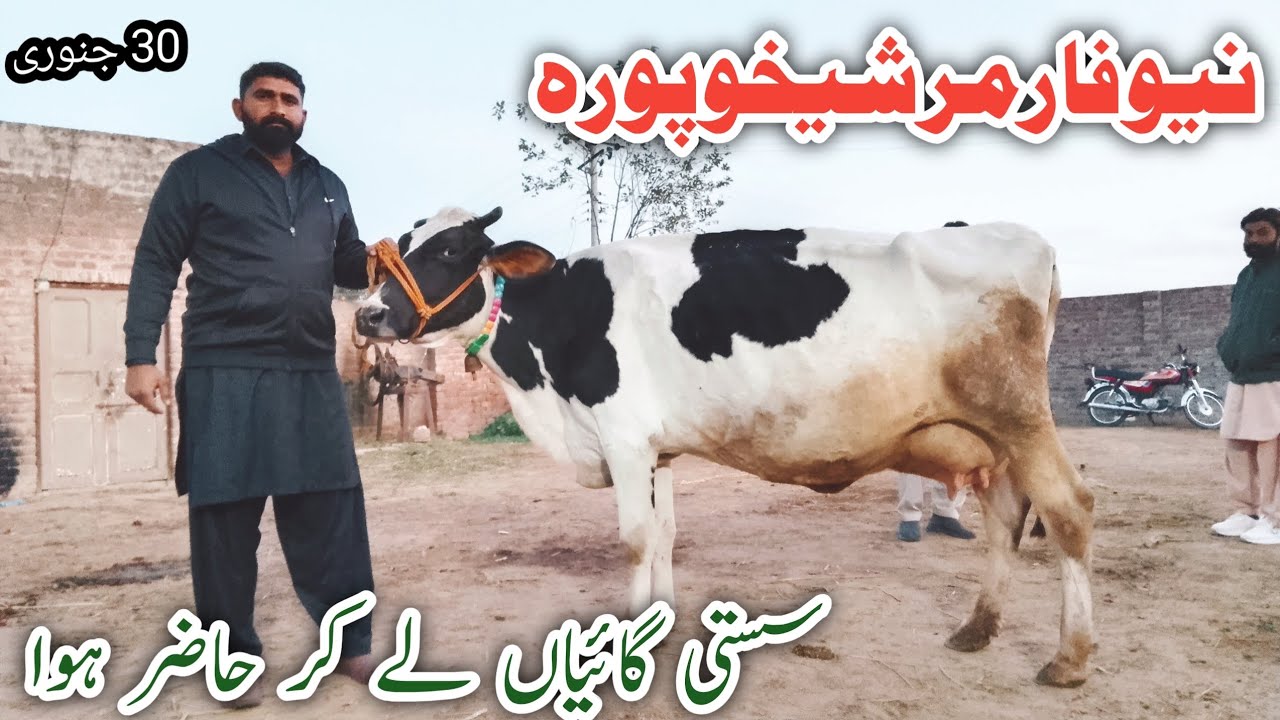 New Farmer Jarsey Fresian Shaiwal Cholistani HF cross breed cows !Ali Best 