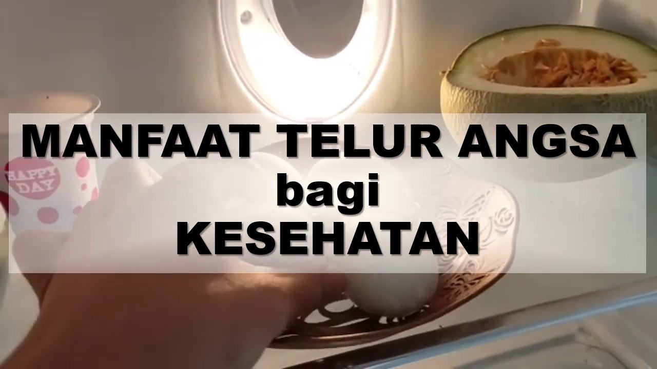 Telur Angsa Penuh Manfaat #manfaat telurangsa