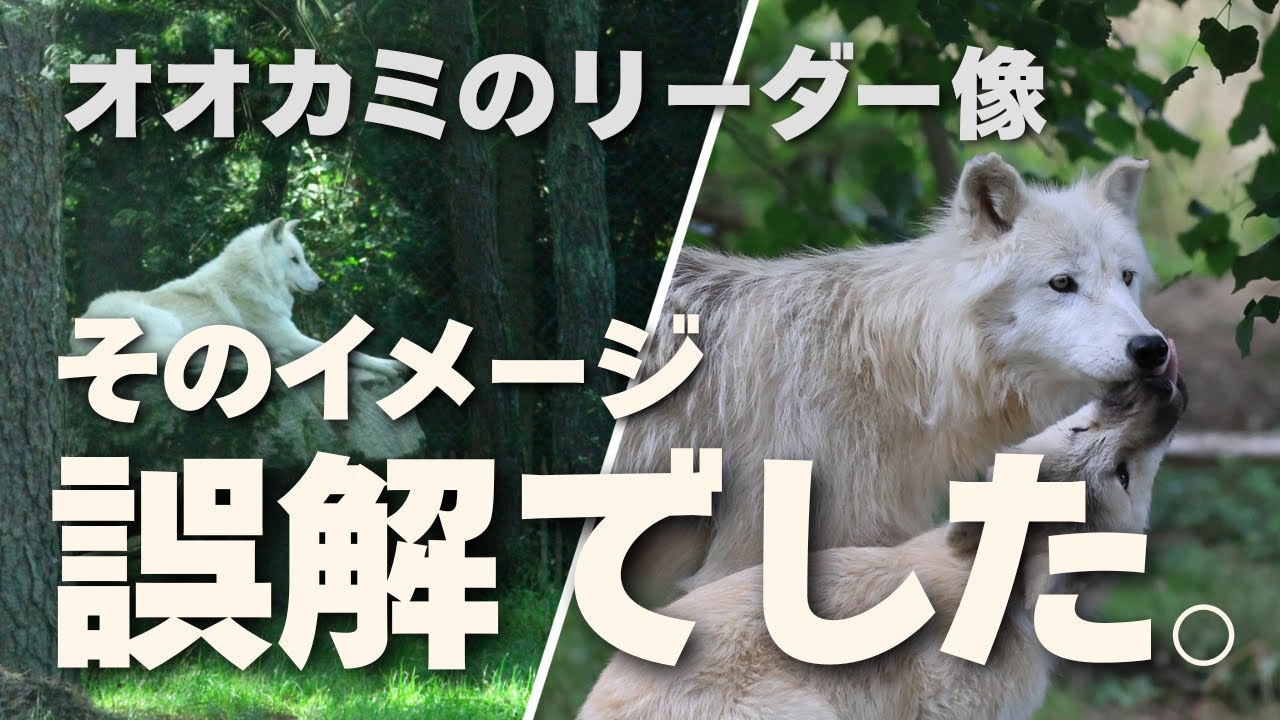 オオカミのリーダー像は誤解でした｜研究で分かった本当の群れの姿と犬の上下関係
