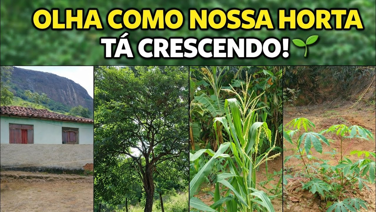 Olha como ficou depois da chuva tudo plantado com 😍 amor 