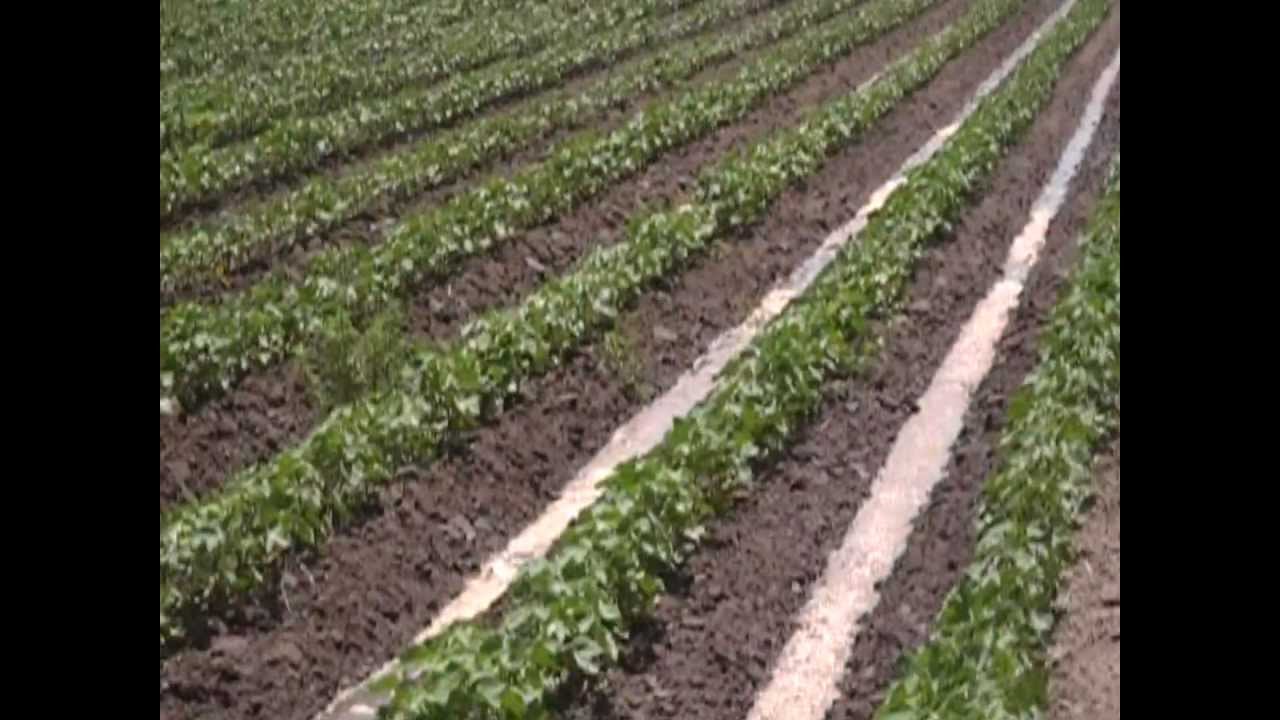 furrow irrigation of cotton in Mississippi County, Arkansas summer 2010
