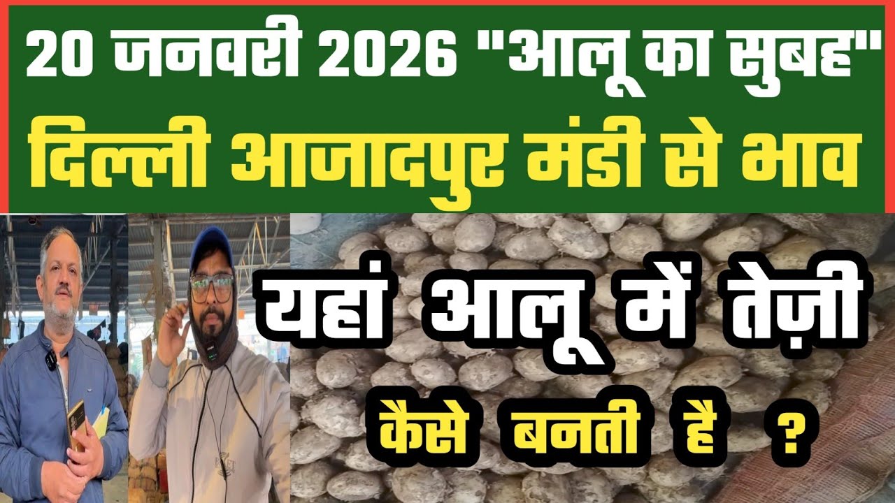 आलू मंडी में आज अच्छा क्या, Azadpur Delhi Mandi Today में 20-01-2026 के Potato Price DMT TV