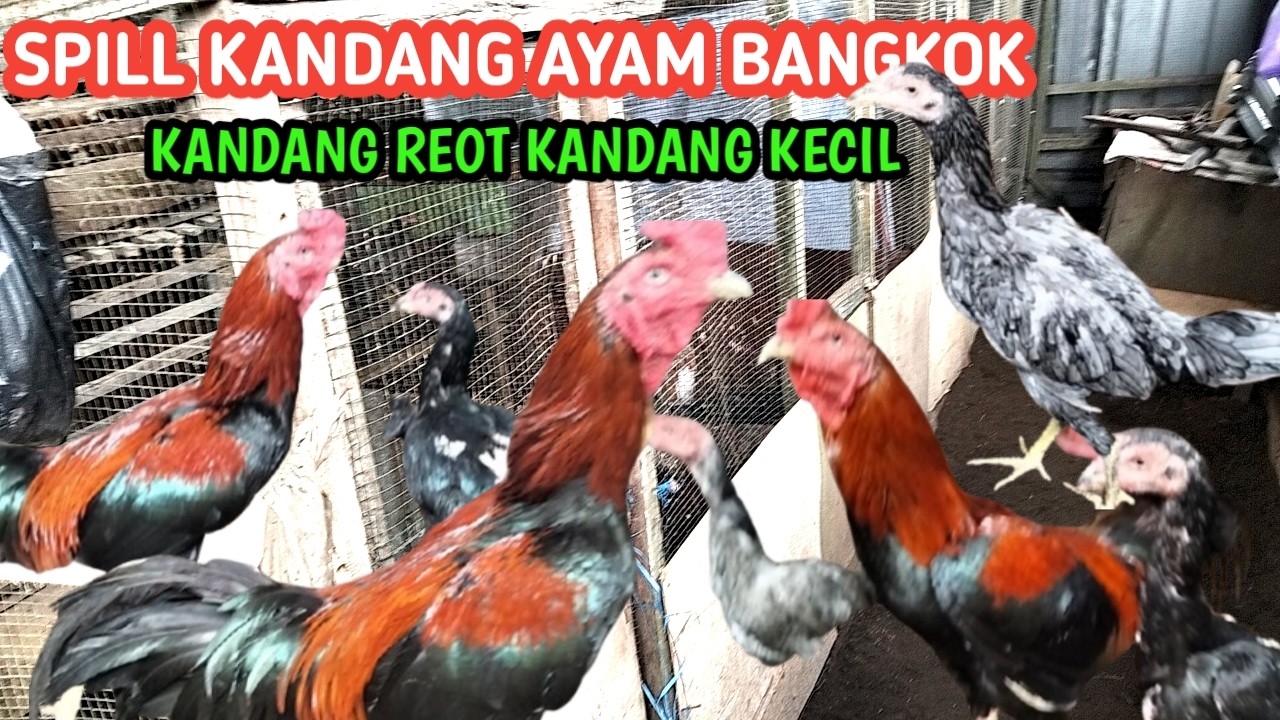 SPILL KANDANG AYAM BANGKOK ‼️ KANDANG REOT KANDANG KECIL DITENGAH KEBUN DIBULAN RAMADHAN