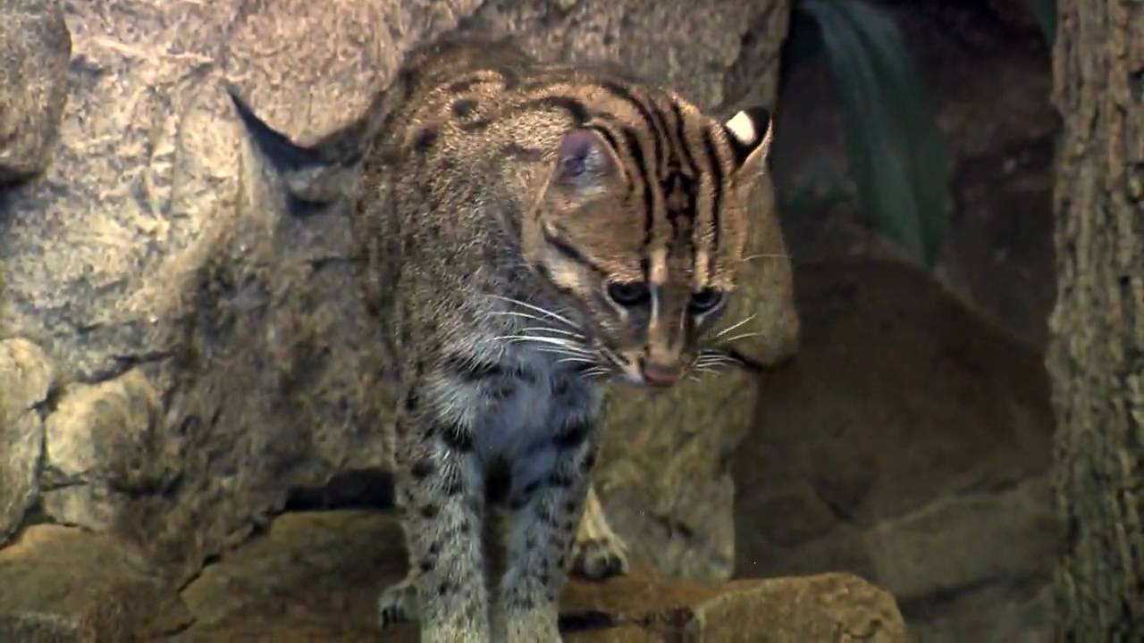 Kittens Learning to Fish-Cincinnati Zoo