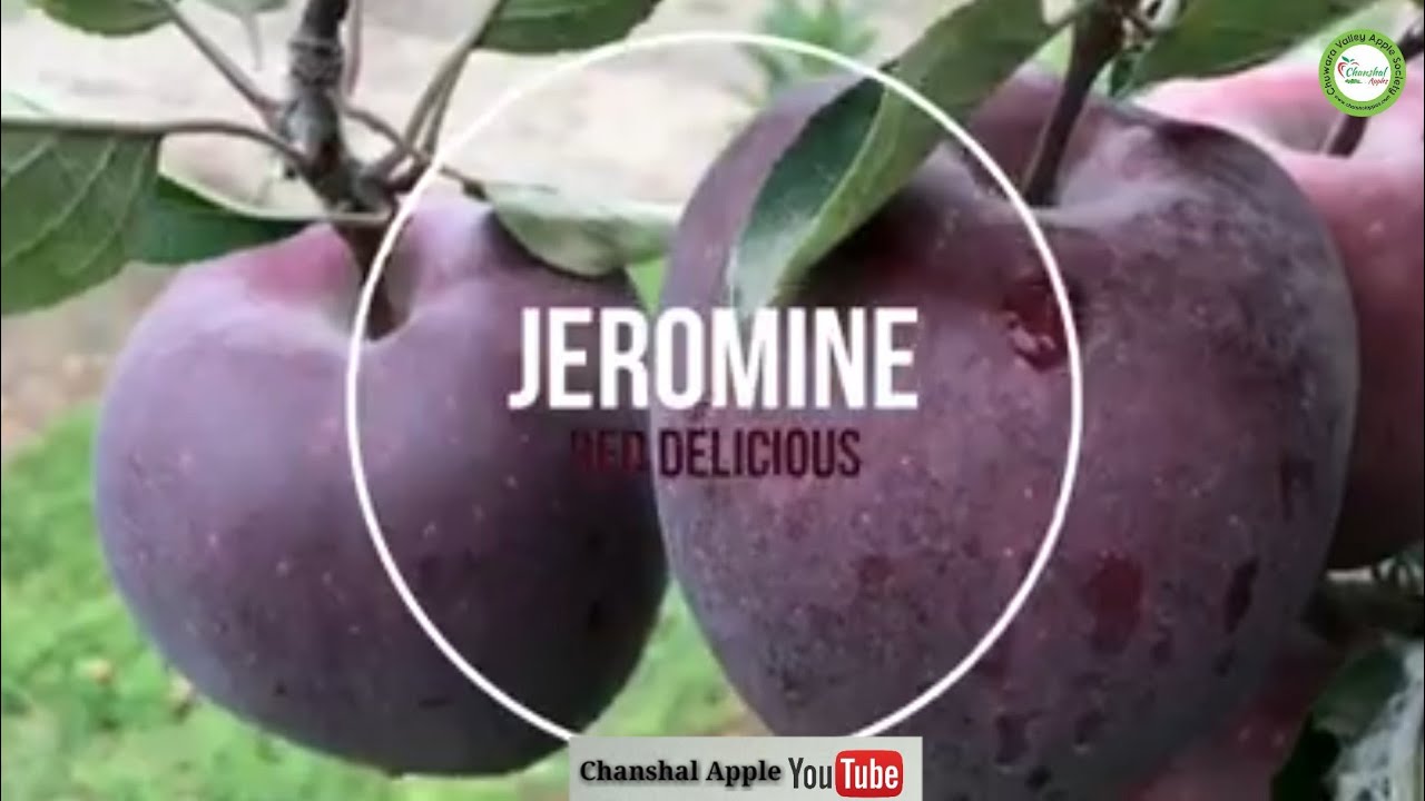 Apple plants superchif jeromine scarlet2 and gala 2019 quality fruits