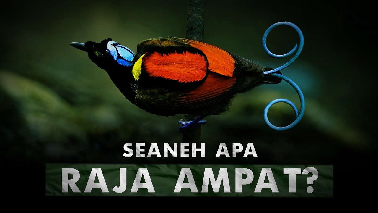 Wajah Surga Dunia Sebelum Lenyap | Raja Ampat